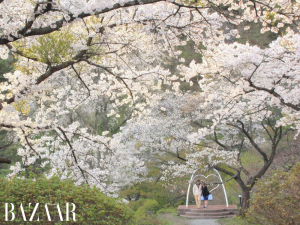 Địa điểm ngắm hoa anh đào Nhật Bản tuyệt đẹp ít người biết: Tỉnh Akita缩略图