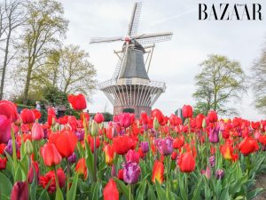 Lễ hội hoa tulip Keukenhof 2026 ở Hà Lan có gì đặc sắc?缩略图
