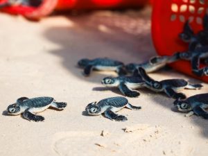 Thả rùa con về biển: Trải nghiệm độc đáo tại Côn Đảo mùa hè缩略图