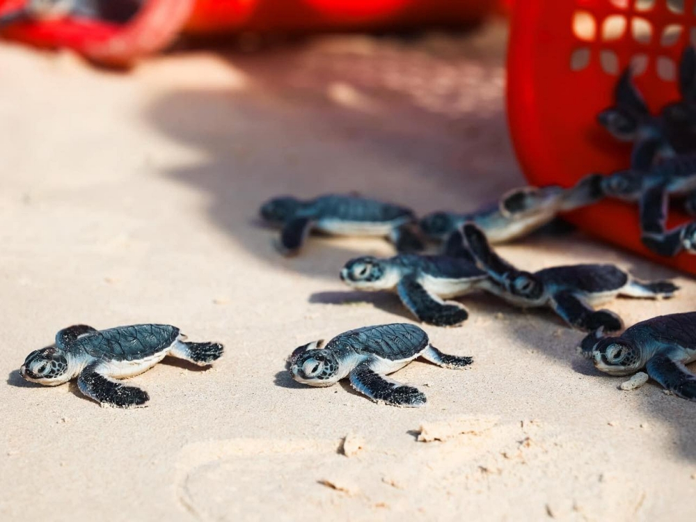 Thả rùa con về biển: Trải nghiệm độc đáo tại Côn Đảo mùa hè缩略图