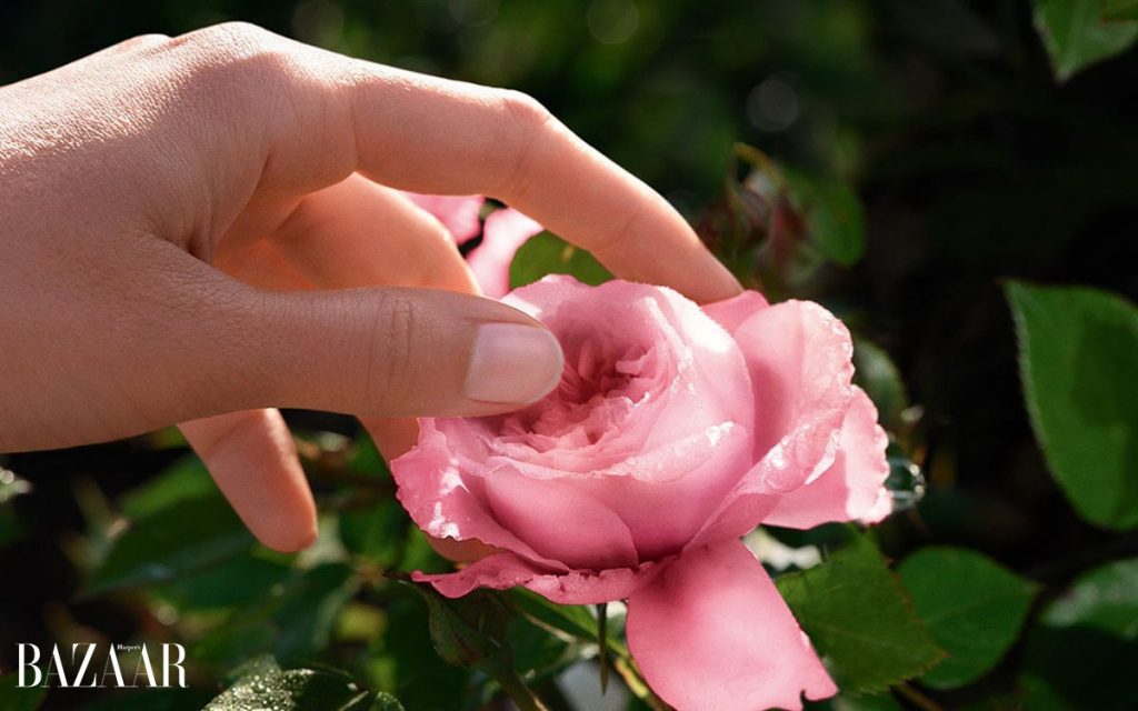 Ngửi mùi hương hoa hồng mỗi ngày mang tới lợi ích to lớn này缩略图 Ngửi mùi hương hoa hồng mỗi ngày mang tới lợi ích to lớn này缩略图