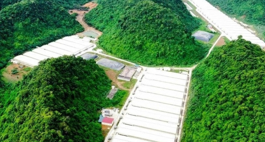 3 người tử vong, 4 người bị thương trong vụ tai nạn tại trang trại lợn ở Thanh Hóa缩略图 3 người tử vong, 4 người bị thương trong vụ tai nạn tại trang trại lợn ở Thanh Hóa缩略图