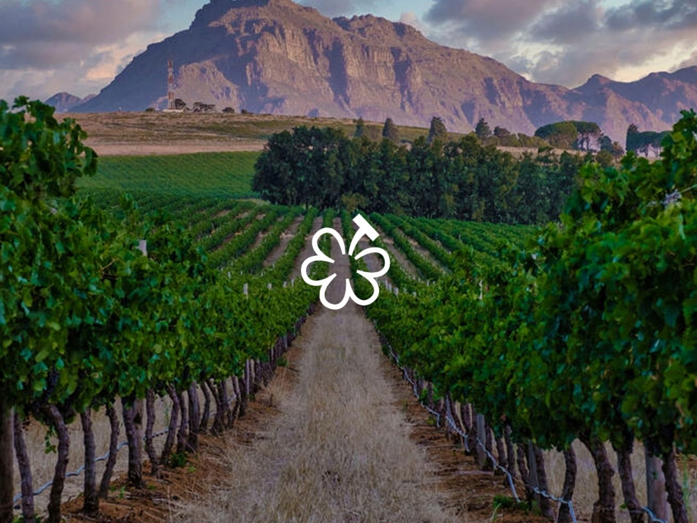 Michelin Grape: Hạng mục đánh giá rượu vang ngon của Michelin缩略图 Michelin Grape: Hạng mục đánh giá rượu vang ngon của Michelin缩略图