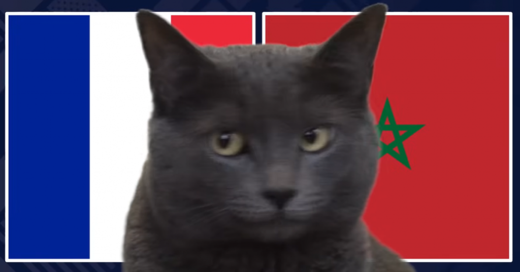 Mèo 'tiên tri' dự đoán kết quả trận Pháp vs Morocco: Lựa chọn gây sốc缩略图 Mèo 'tiên tri' dự đoán kết quả trận Pháp vs Morocco: Lựa chọn gây sốc缩略图