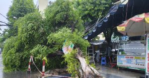 Clip cây cao 4m bất ngờ bật gốc, đổ xuống nơi nhiều người chờ mua cơm缩略图
