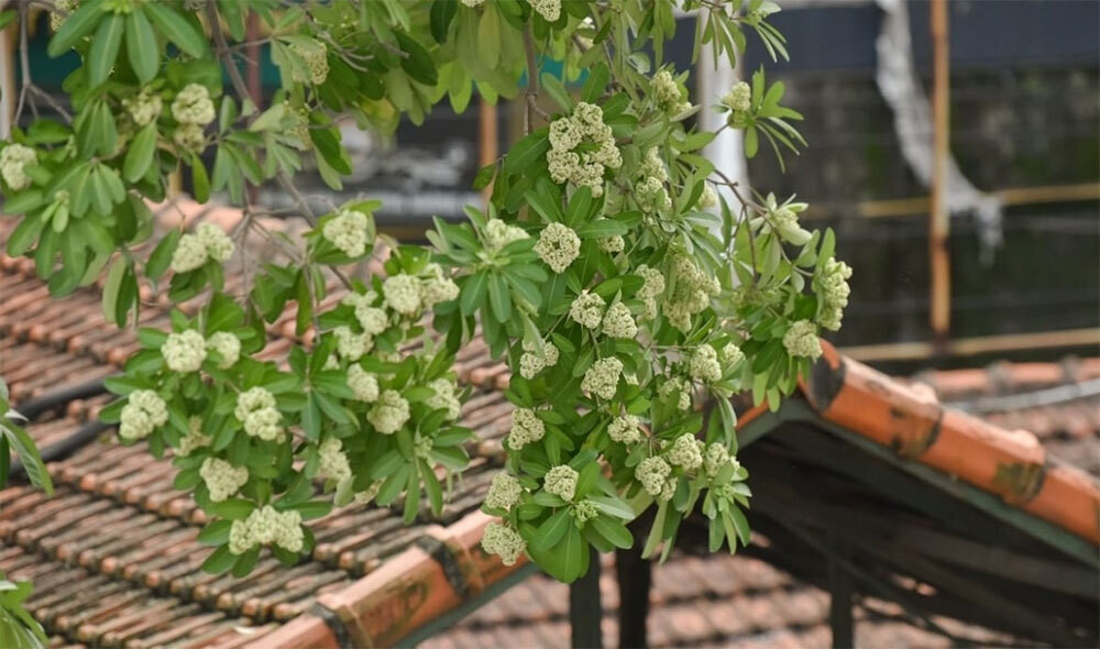 Cắt tỉa hoa sữa ở Hà Nội chỉ là giải pháp tình thế, nên sớm di dời xa khu dân cư缩略图