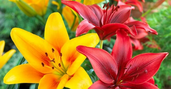 Hết hôm nay, 3 con giáp Quý Nhân trợ lực, vượng phát Tài Lộc, công danh phát đạt, tiền tài rủng rỉnh缩略图