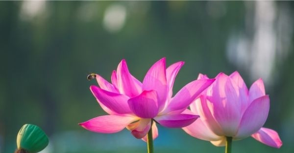 Tử vi 3 ngày cuối tuần (2, 3, 4 tháng 10), 3 con giáp công danh chạm đỉnh, mở lối Vinh Hoa, Tiền Tài cực thịnh vượng缩略图 Tử vi 3 ngày cuối tuần (2, 3, 4 tháng 10), 3 con giáp công danh chạm đỉnh, mở lối Vinh Hoa, Tiền Tài cực thịnh vượng缩略图